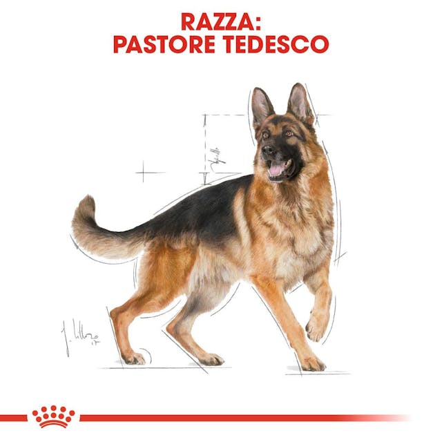 2x11kg Royal Canin Pastore Tedesco (German Shepherd) Adult 2x11kg Royal Canin Pastore Tedesco (German Shepherd) Adult